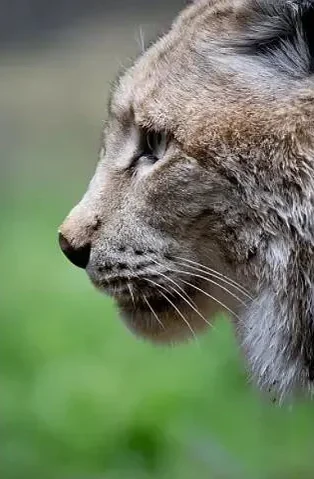 The same photograph after AI enhancement, with sharp fur detail